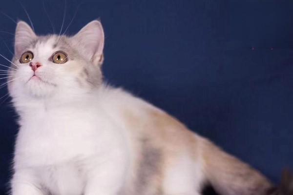 犬猫产后抽搐症状识别与紧急救治方案详解