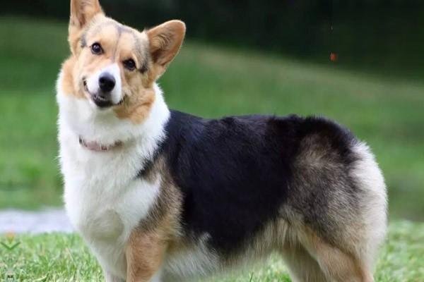 犬猫产后抽搐症状识别与紧急救治方案详解