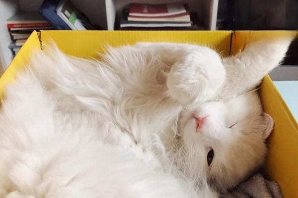 犬猫尿道损伤的常见症状与专业治疗方案详解