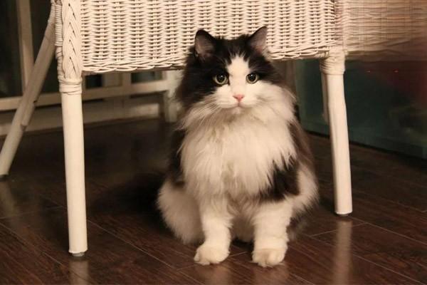 犬猫产后败血症症状解析与防治方案，守护产后宠物健康