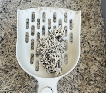 高性价比除臭豆腐猫砂测评，结团与除臭效果实测分析