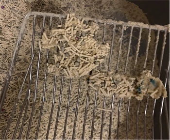 混合猫砂性价比测评:结团出色但除臭存短板 混合猫砂性价比测评:结团出色但除臭存短板