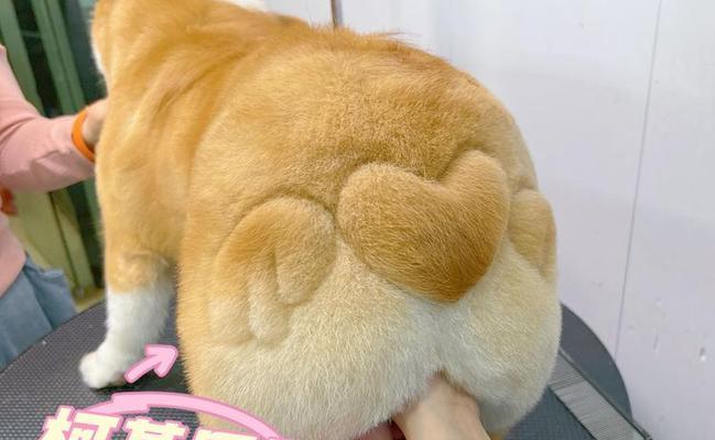 柯基毛发变黄原因揭秘与预防养护指南，保持犬毛健康光泽