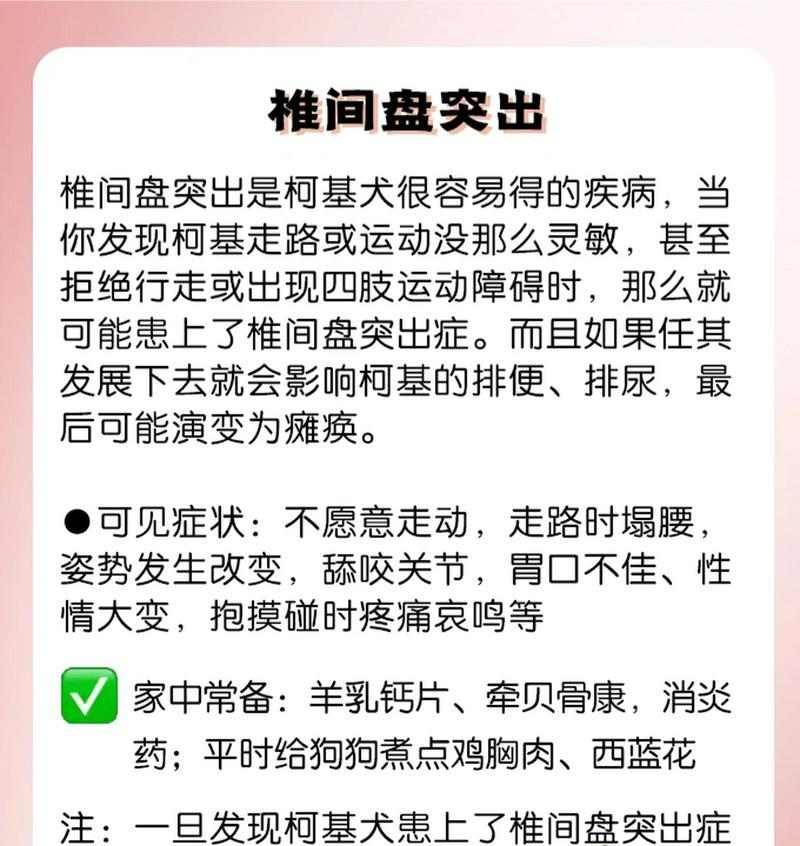 柯基毛发变黄原因揭秘与预防养护指南，保持犬毛健康光泽