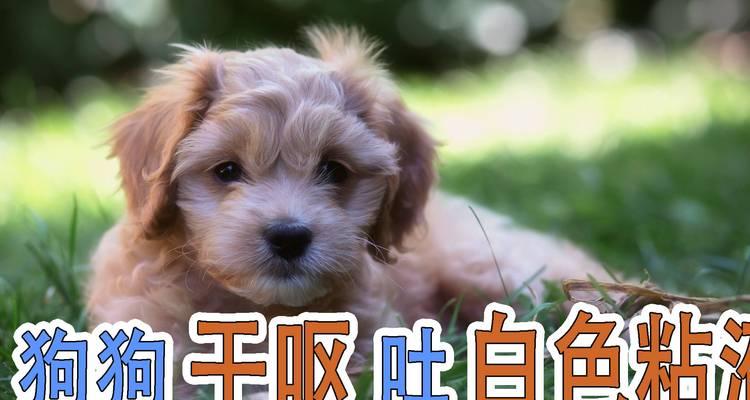 狗狗干呕的常见原因与应对方法，守护爱犬健康
