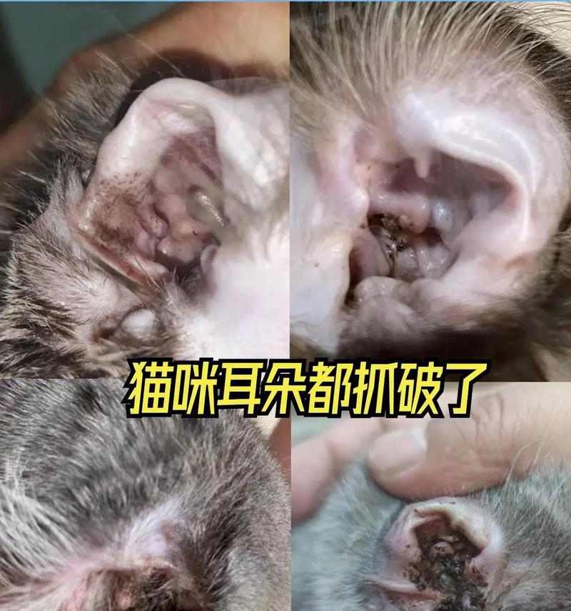 小猫耳螨成因及防治方法详解，守护爱宠耳朵健康