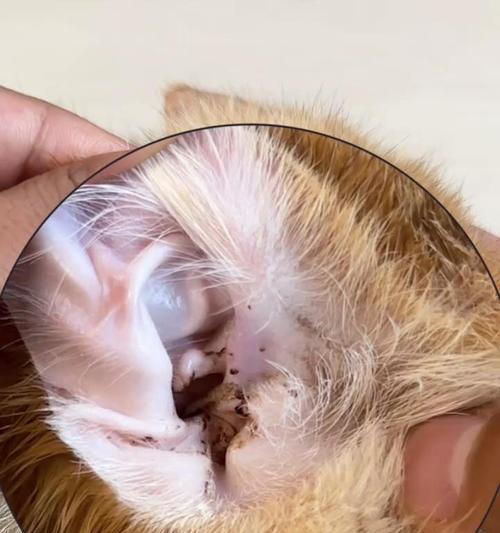 小猫耳螨成因及防治方法详解，守护爱宠耳朵健康