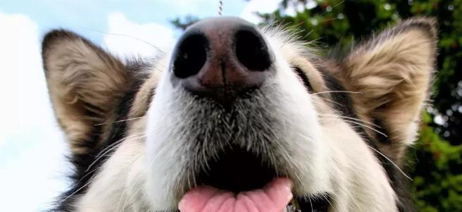 阿拉斯加居民咳嗽成因与多维度健康改善策略探讨 阿拉斯加居民咳嗽成因与多维度健康改善策略探讨