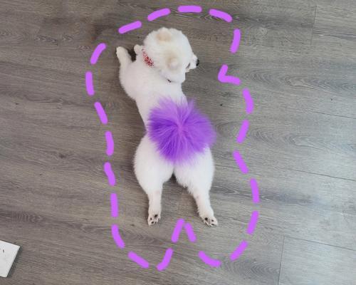 博美犬臀部独特魅力解析：可爱造型与健康特征的完美展现