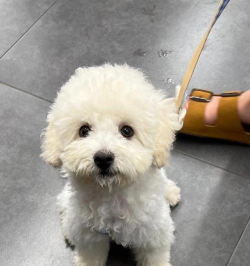 比熊犬泪痕成因与解决方法全解析，告别眼部困扰