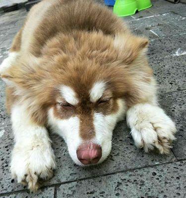 阿拉斯加居民咳嗽成因与多维度健康改善策略探讨 阿拉斯加居民咳嗽成因与多维度健康改善策略探讨