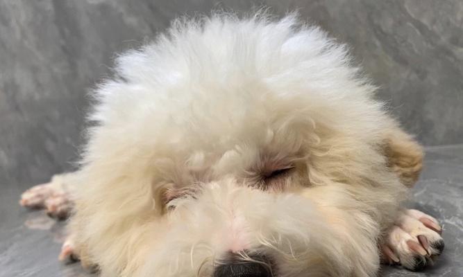 比熊犬泪痕成因与解决方法全解析，告别眼部困扰