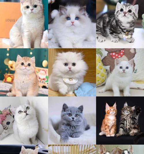 养宠物必备网站全攻略：从挑选到护理一站式资源