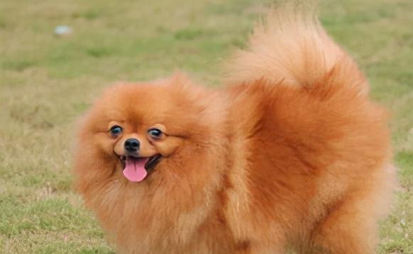 博美犬臀部独特魅力解析：可爱造型与健康特征的完美展现