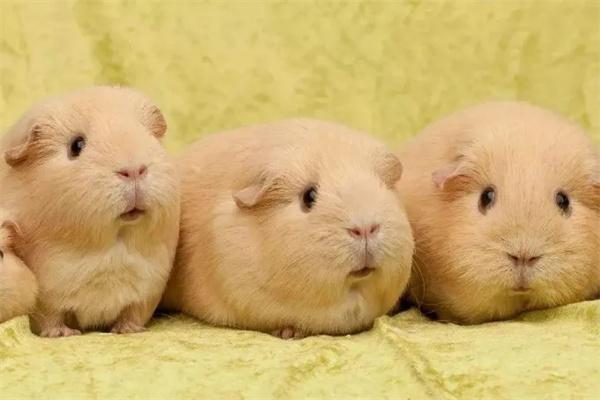 豚鼠睡眠时间与休息环境指南,避免惊吓营造安静小窝 豚鼠睡眠时间与休息环境指南,避免惊吓营造安静小窝