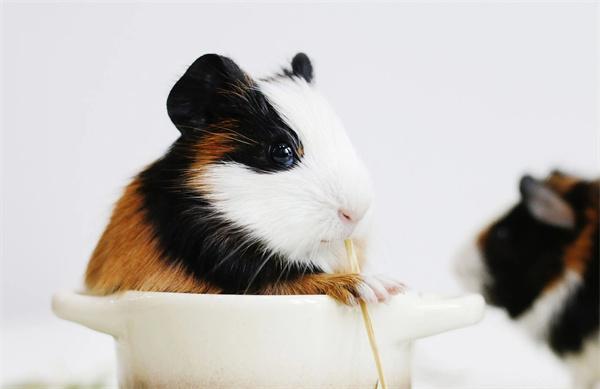 荷兰猪常见疾病预防与护理指南:症状识别与健康管理 荷兰猪常见疾病预防与护理指南:症状识别与健康管理