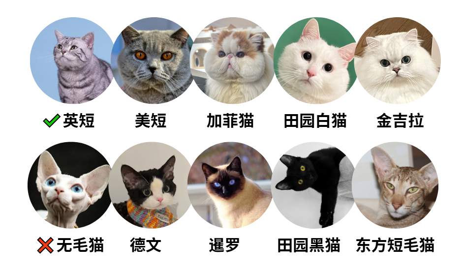 猫咪发腮秘诀:关键期喂养与品种影响解析 猫咪发腮秘诀:关键期喂养与品种影响解析