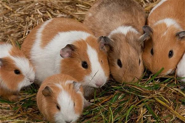 豚鼠睡眠时间与休息环境指南,避免惊吓营造安静小窝 豚鼠睡眠时间与休息环境指南,避免惊吓营造安静小窝
