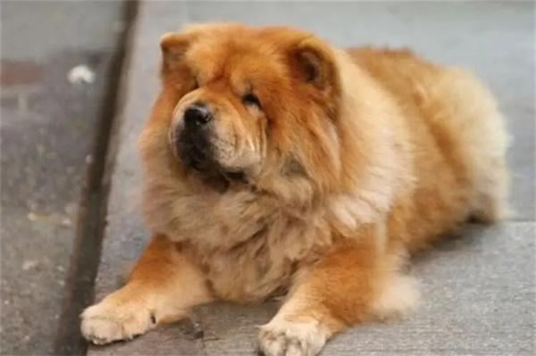秋田犬为何被禁养?解析大城市禁养规定与饲养须知 秋田犬为何被禁养?解析大城市禁养规定与饲养须知