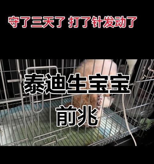 泰迪犬繁殖周期全解析与管理核心要点 泰迪犬繁殖周期全解析与管理核心要点