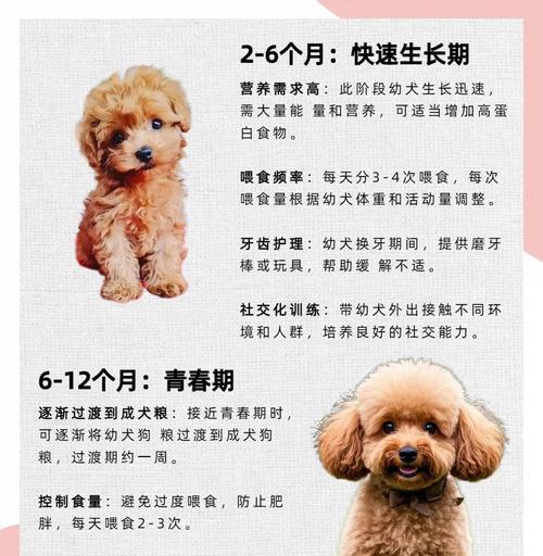 泰迪犬洗澡指南：科学频率与关键步骤详解