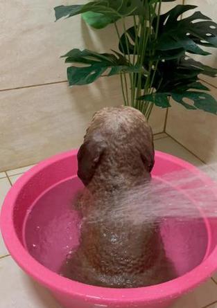 泰迪犬洗澡指南：科学频率与关键步骤详解