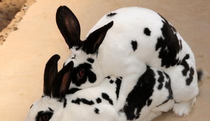 兔子流产后配种指南与恢复期管理要点