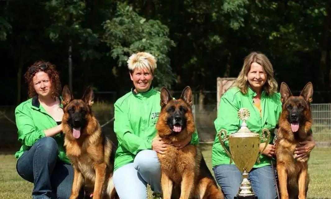 德牧配种后下奶规律与影响因素,科学护理促进泌乳 德牧配种后下奶规律与影响因素,科学护理促进泌乳