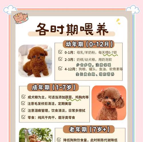 泰迪犬繁殖周期全解析与管理核心要点 泰迪犬繁殖周期全解析与管理核心要点