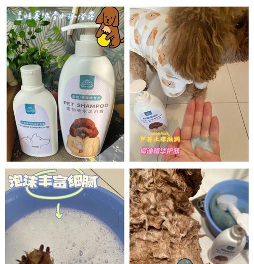 泰迪犬洗澡指南：科学频率与关键步骤详解