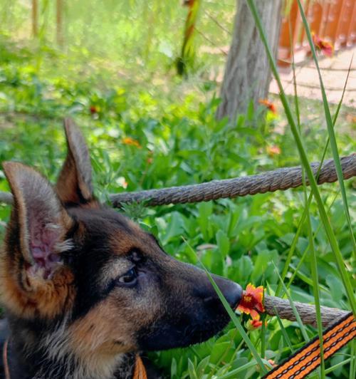 德牧配种后下奶规律与影响因素,科学护理促进泌乳 德牧配种后下奶规律与影响因素,科学护理促进泌乳