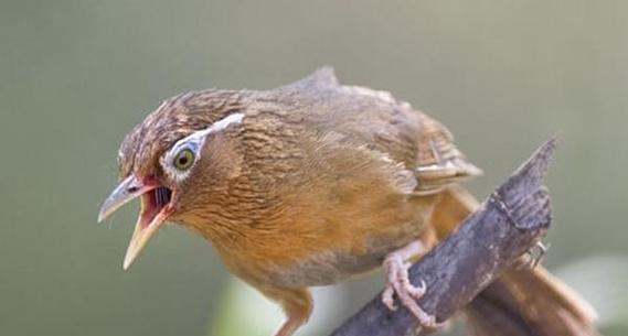 快速养熟画眉鸟的实用技巧,轻松建立亲密关系 快速养熟画眉鸟的实用技巧,轻松建立亲密关系