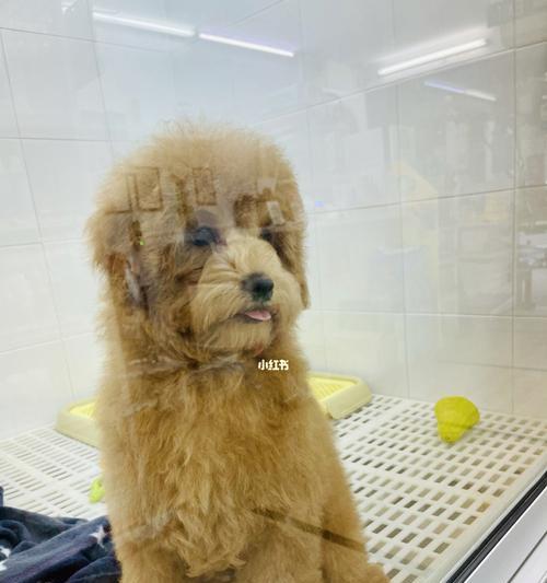 新加坡加强狗狗福利保护新规详解，推动领养与健康管理