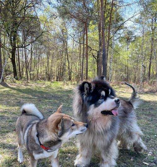 雪橇三大傻犬种魅力解析:揭秘萨摩耶哈士奇阿拉斯加的独特个性 雪橇三大傻犬种魅力解析:揭秘萨摩耶哈士奇阿拉斯加的独特个性