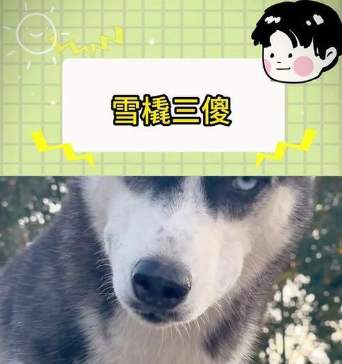 雪橇三大傻犬种魅力解析:揭秘萨摩耶哈士奇阿拉斯加的独特个性 雪橇三大傻犬种魅力解析:揭秘萨摩耶哈士奇阿拉斯加的独特个性