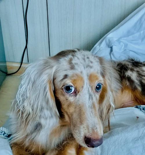 新加坡加强狗狗福利保护新规详解，推动领养与健康管理