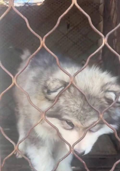 雪橇三大傻犬种魅力解析:揭秘萨摩耶哈士奇阿拉斯加的独特个性 雪橇三大傻犬种魅力解析:揭秘萨摩耶哈士奇阿拉斯加的独特个性