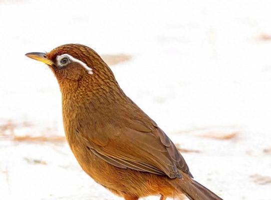 快速养熟画眉鸟的实用技巧,轻松建立亲密关系 快速养熟画眉鸟的实用技巧,轻松建立亲密关系