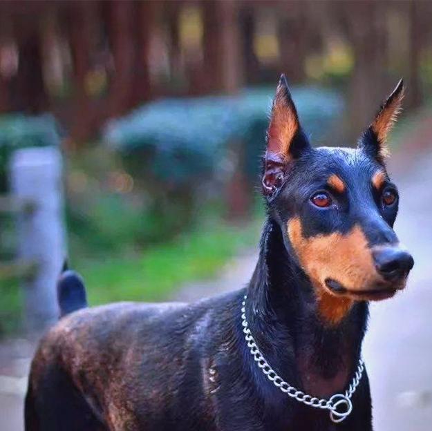 狗狗断尾方法对比：如何选择最安全的方式保障爱犬健康