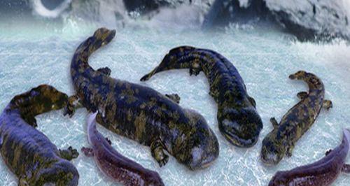 娃娃鱼饲养全攻略：水质调控与饮食管理的关键技巧