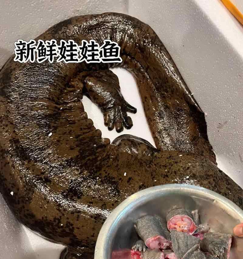 娃娃鱼饲养全攻略：水质调控与饮食管理的关键技巧