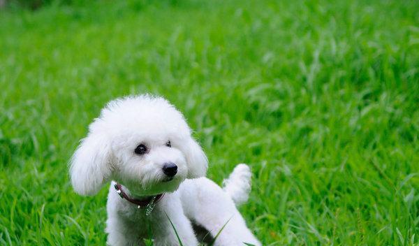 可爱犬品种性格全解析，探索人与宠物间的情感纽带