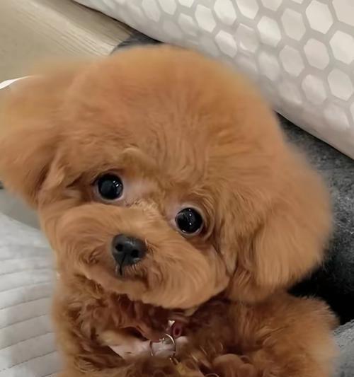 泰迪狗眼睛睁开过程详解与护理指南，新手主人必读