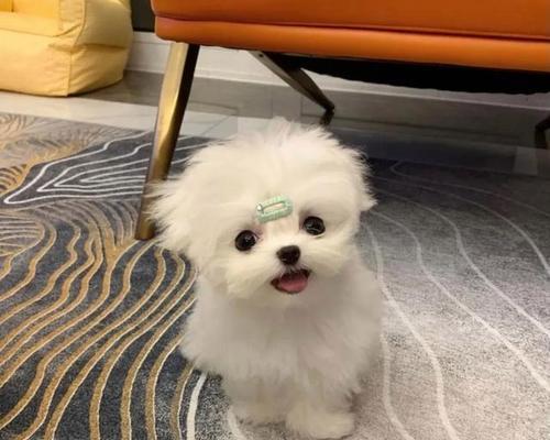 可爱犬品种性格全解析，探索人与宠物间的情感纽带