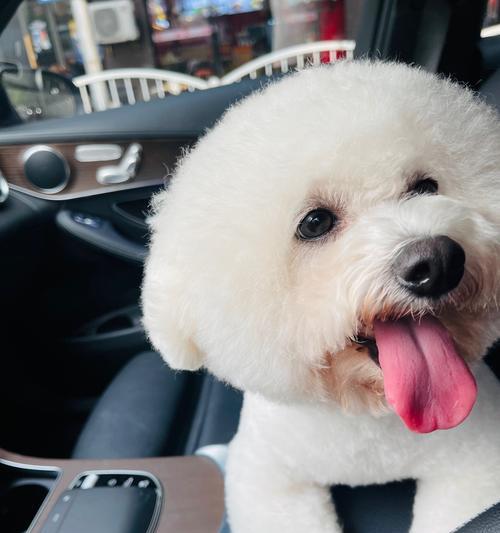 可爱犬品种性格全解析，探索人与宠物间的情感纽带