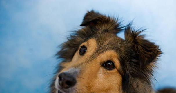 健康快乐生活指南：喜乐蒂核心要素与日常实践方法