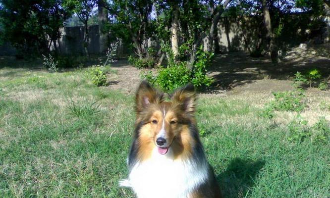 健康快乐生活指南：喜乐蒂核心要素与日常实践方法