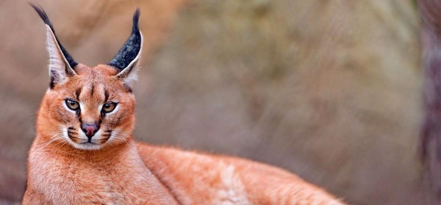 安哥拉猫被毛护理指南与行为习性全解析，揭秘其养护秘诀