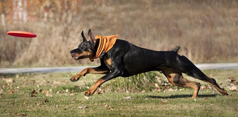 杜宾犬搏斗实力解析：对比罗特韦尔犬与比特犬的优势