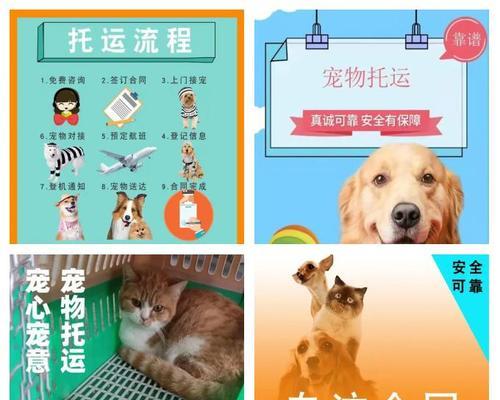 猫咪托运费用详解与交通工具选择指南,宠物出行必备攻略 猫咪托运费用详解与交通工具选择指南,宠物出行必备攻略